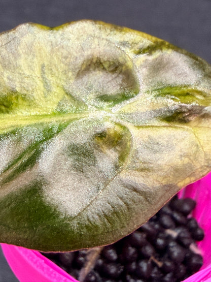 ALOCASIA VENOM AUREA