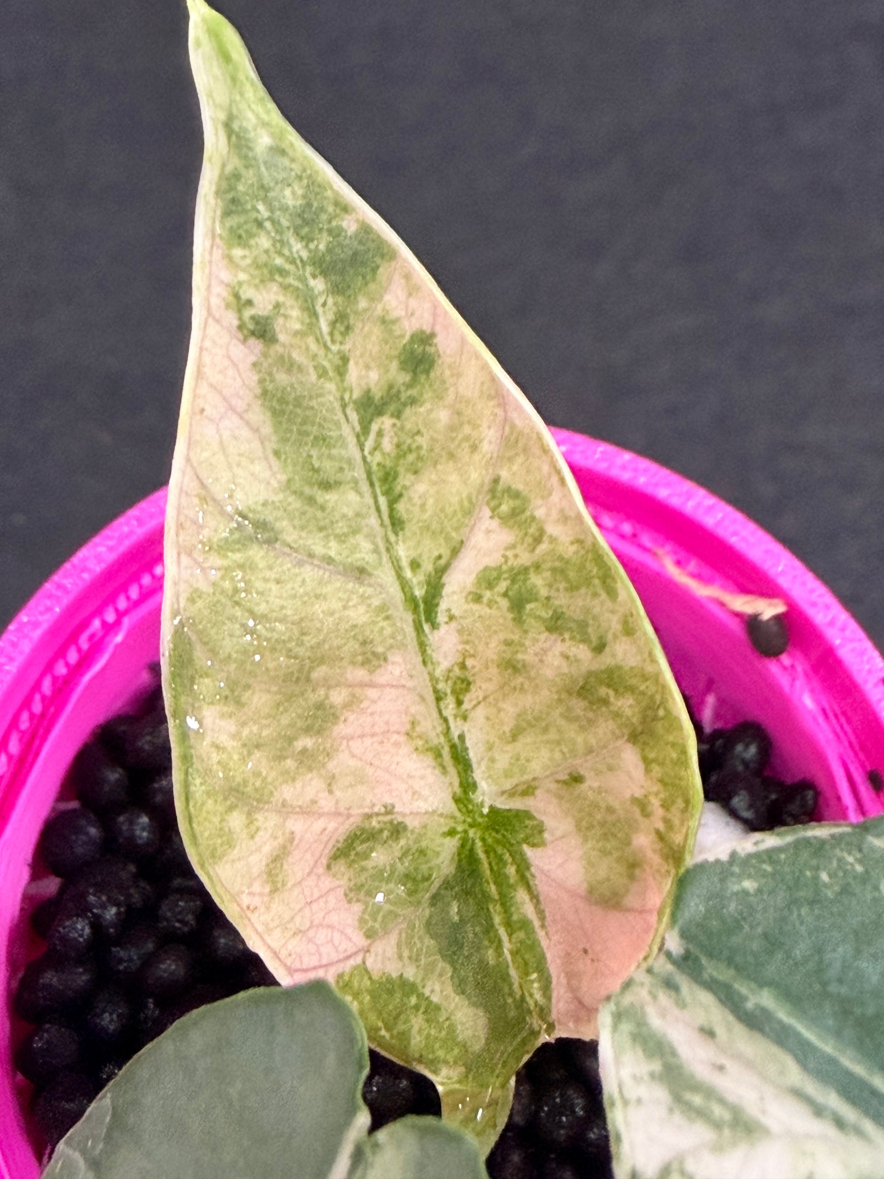 ALOCASIA REGINAE  SILVER ALBO