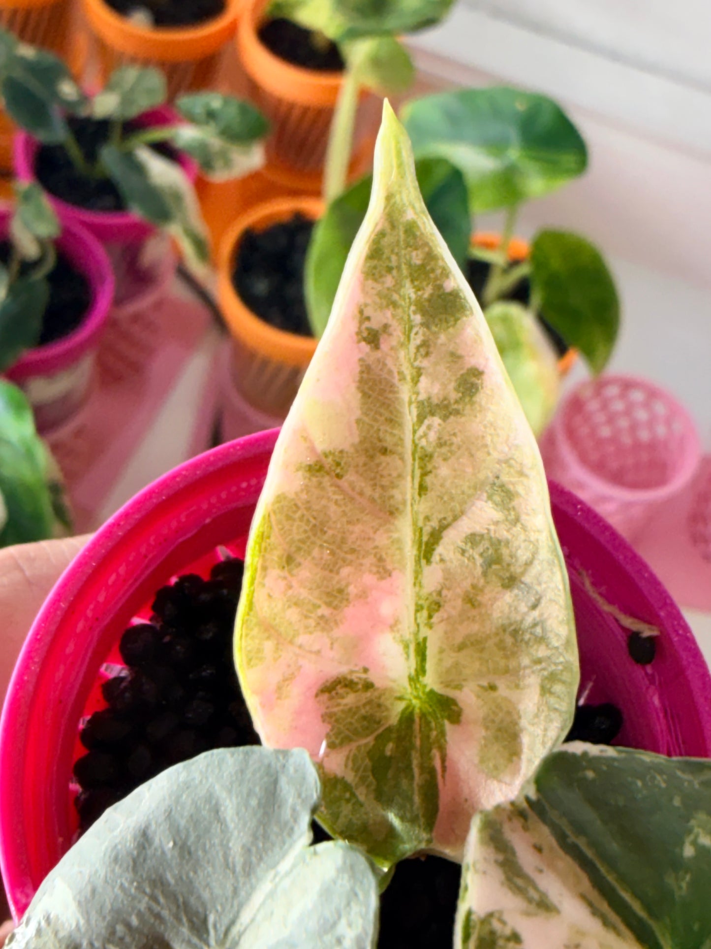 ALOCASIA REGINAE ALBO