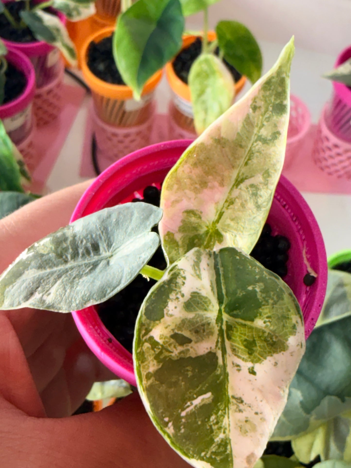ALOCASIA REGINAE ALBO