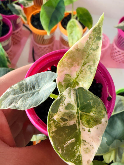 ALOCASIA REGINAE ALBO