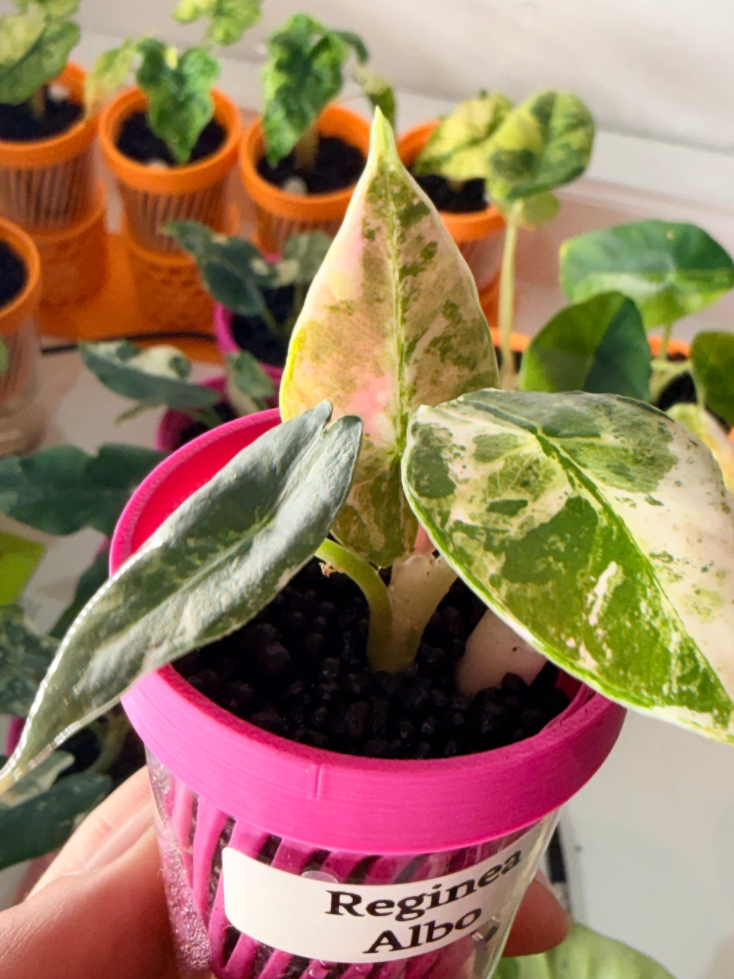 ALOCASIA REGINAE ALBO