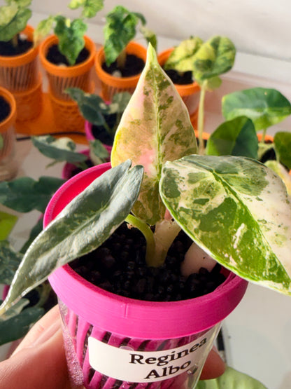 ALOCASIA REGINAE ALBO