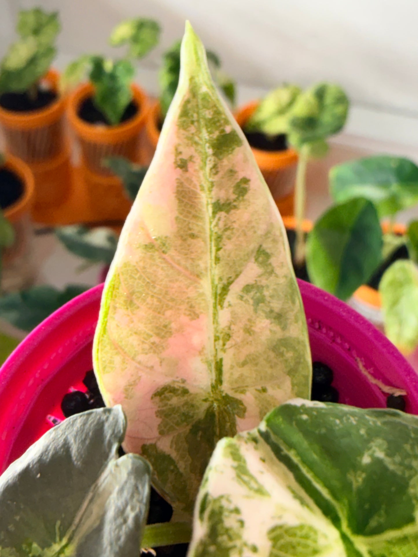 ALOCASIA REGINAE ALBO