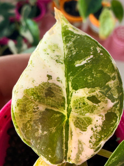 ALOCASIA REGINAE ALBO