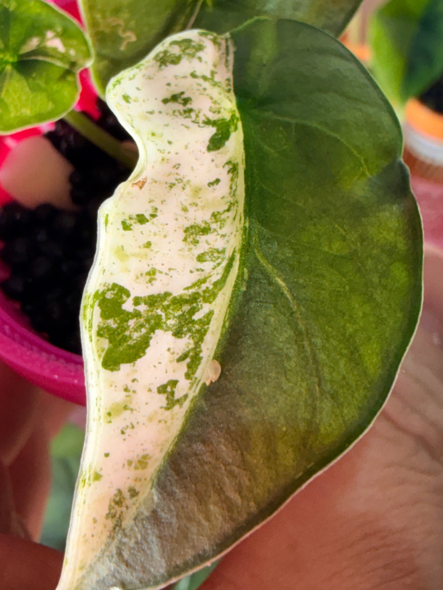ALOCASIA REGINAE ALBO