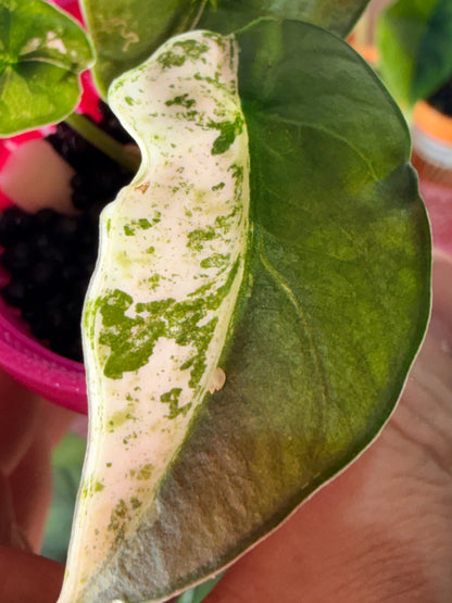ALOCASIA REGINAE ALBO