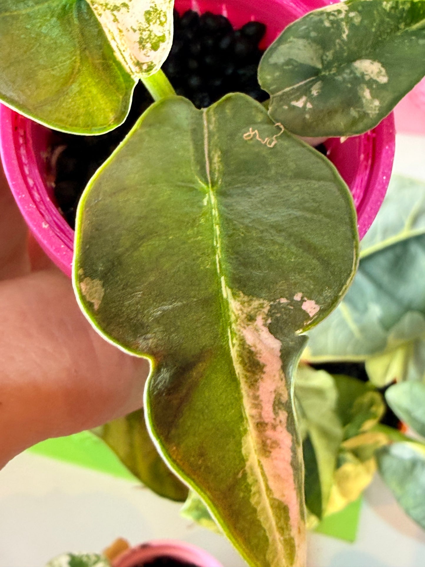 ALOCASIA REGINAE ALBO
