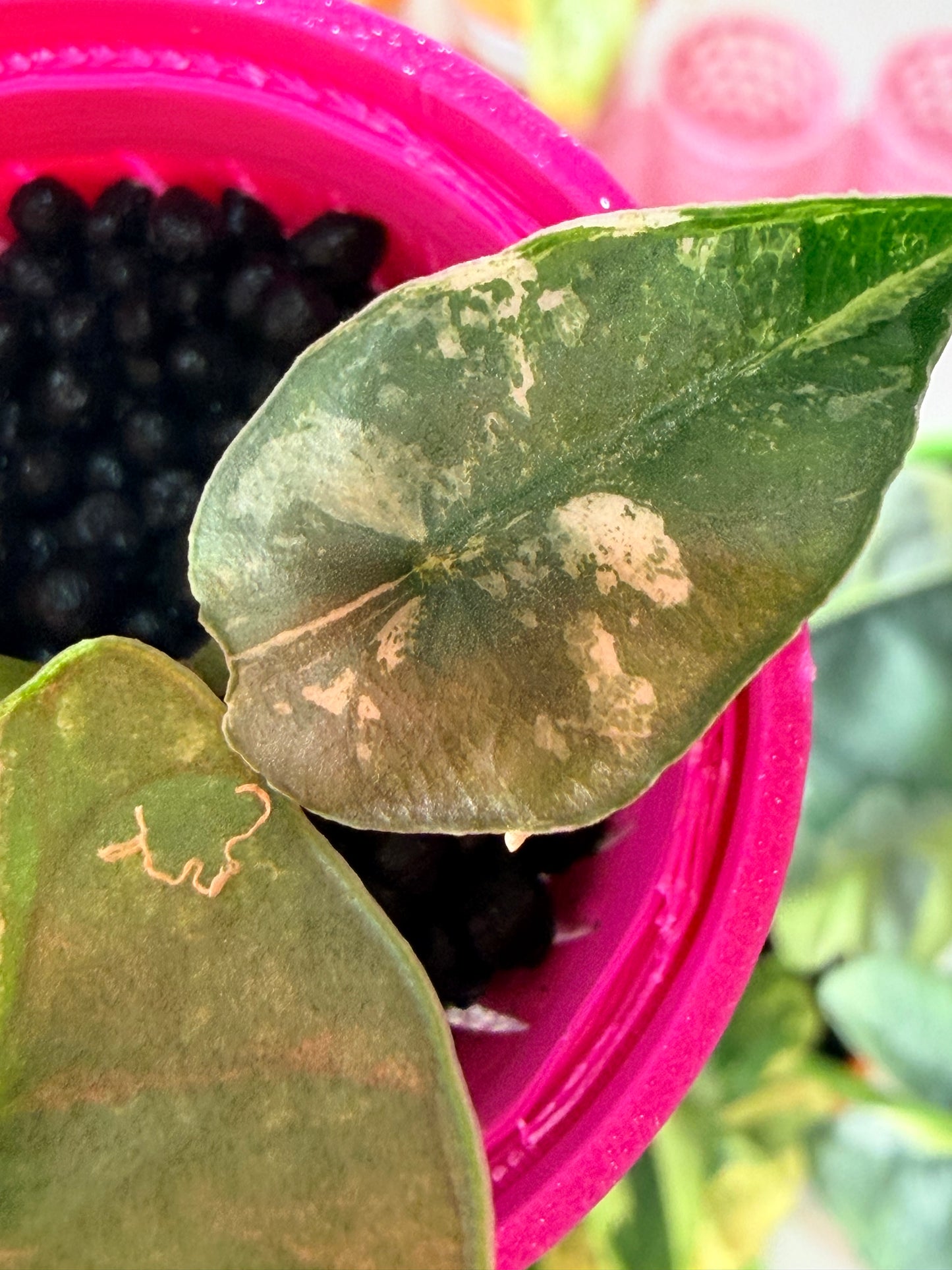 ALOCASIA REGINAE ALBO