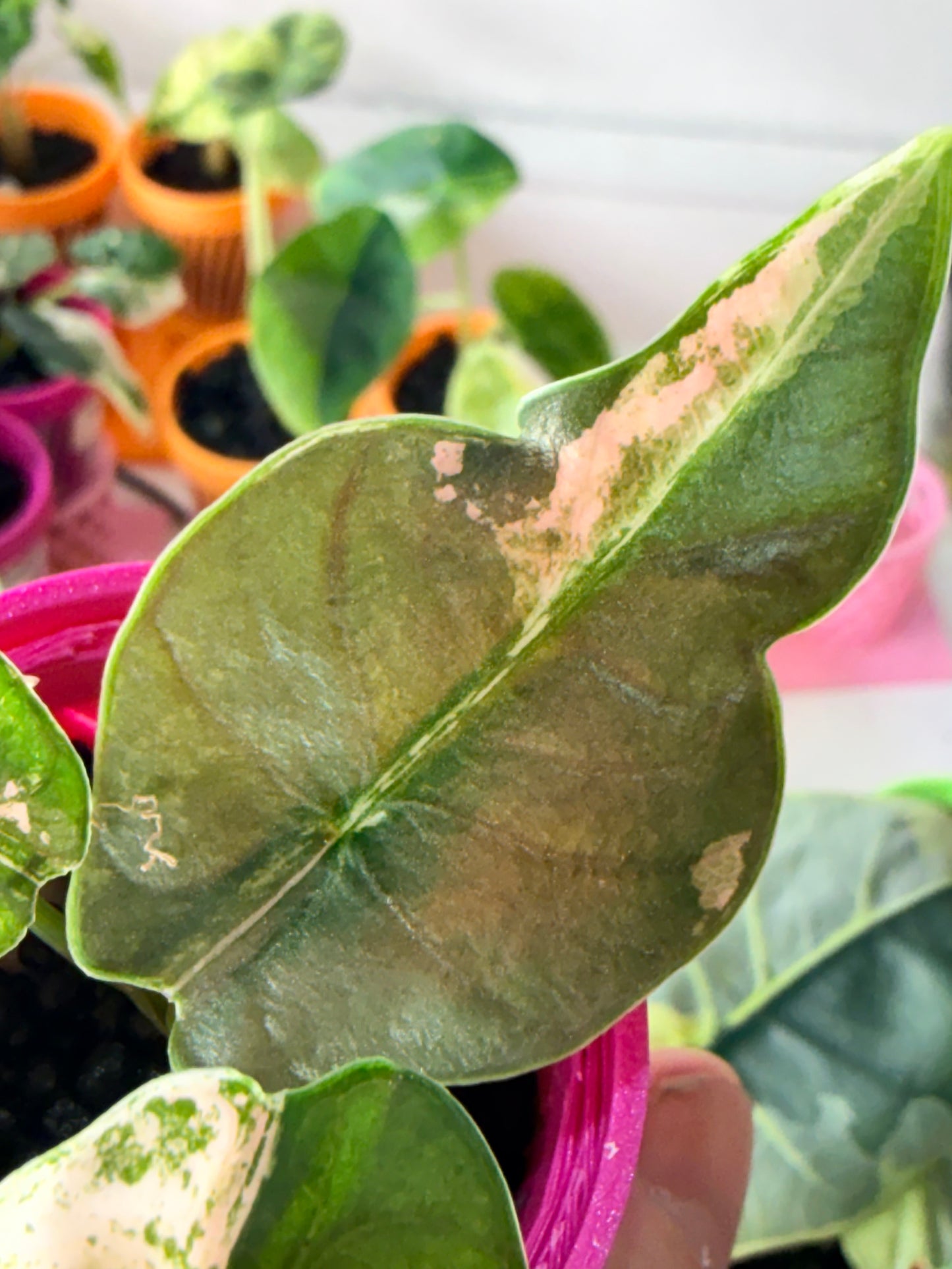 ALOCASIA REGINAE ALBO