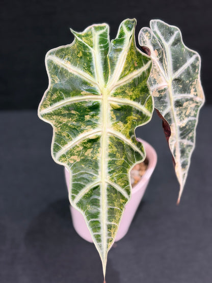 ALOCASIA AMAZONICA PINK VARIEGATED