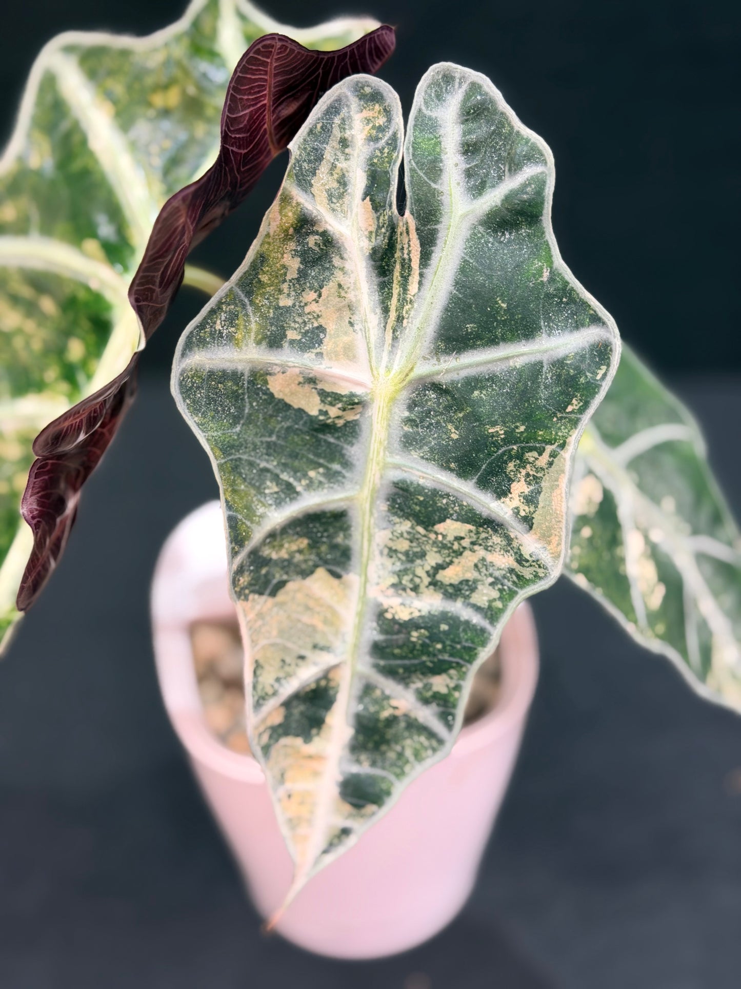 ALOCASIA AMAZONICA PINK VARIEGATED