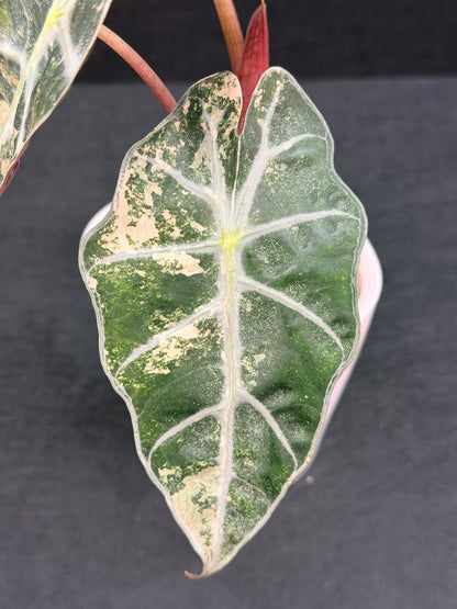 ALOCASIA AMAZONICA PINK VARIEGATED