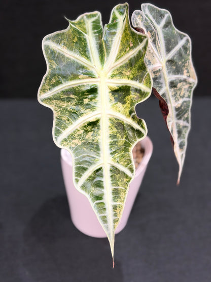ALOCASIA AMAZONICA PINK VARIEGATED