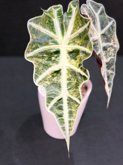 ALOCASIA AMAZONICA PINK VARIEGATED