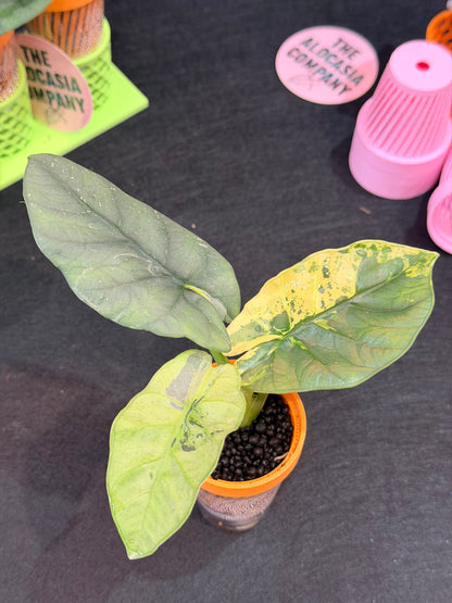 ALOCASIA SINTANG NEON VARIEGATED