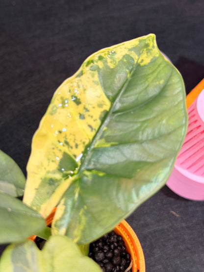 ALOCASIA SINTANG NEON VARIEGATED