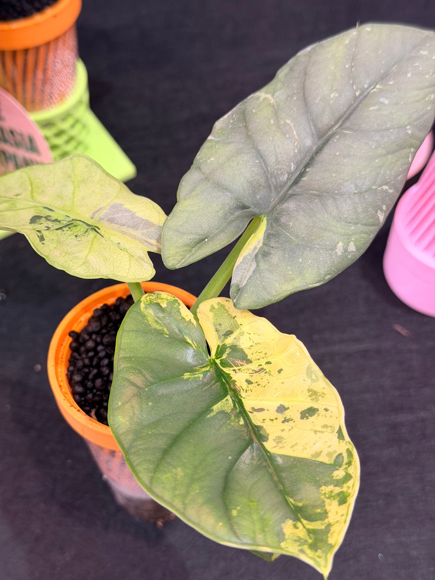 ALOCASIA SINTANG NEON VARIEGATED