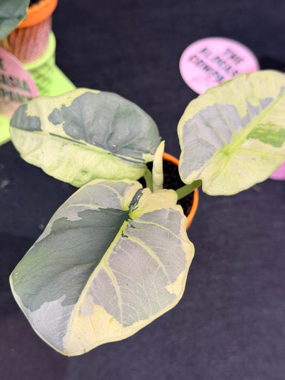 ALOCASIA SINTANG NEON VARIEGATED