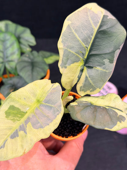 ALOCASIA SINTANG NEON VARIEGATED