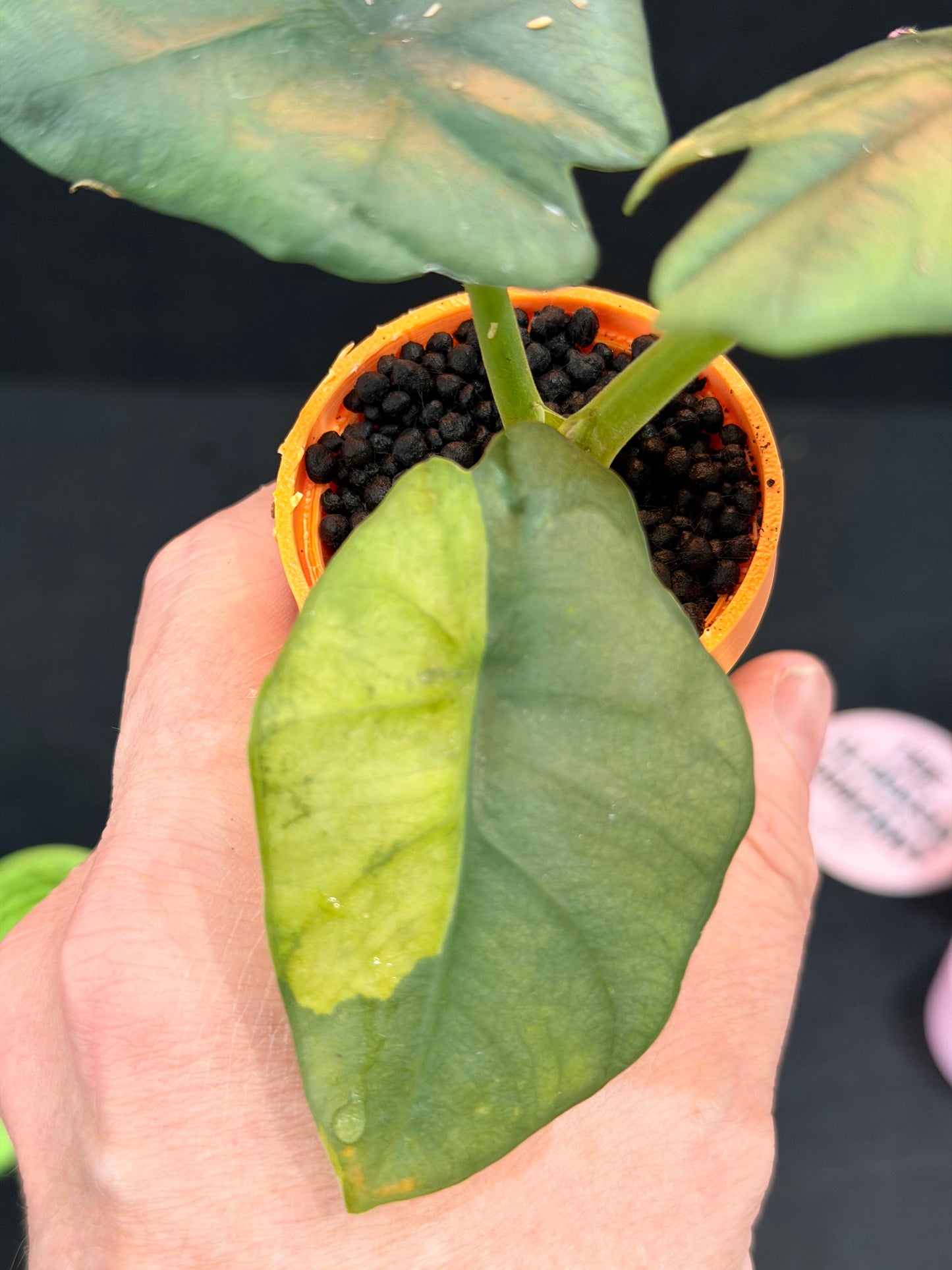ALOCASIA SINTANG NEON VARIEGATED