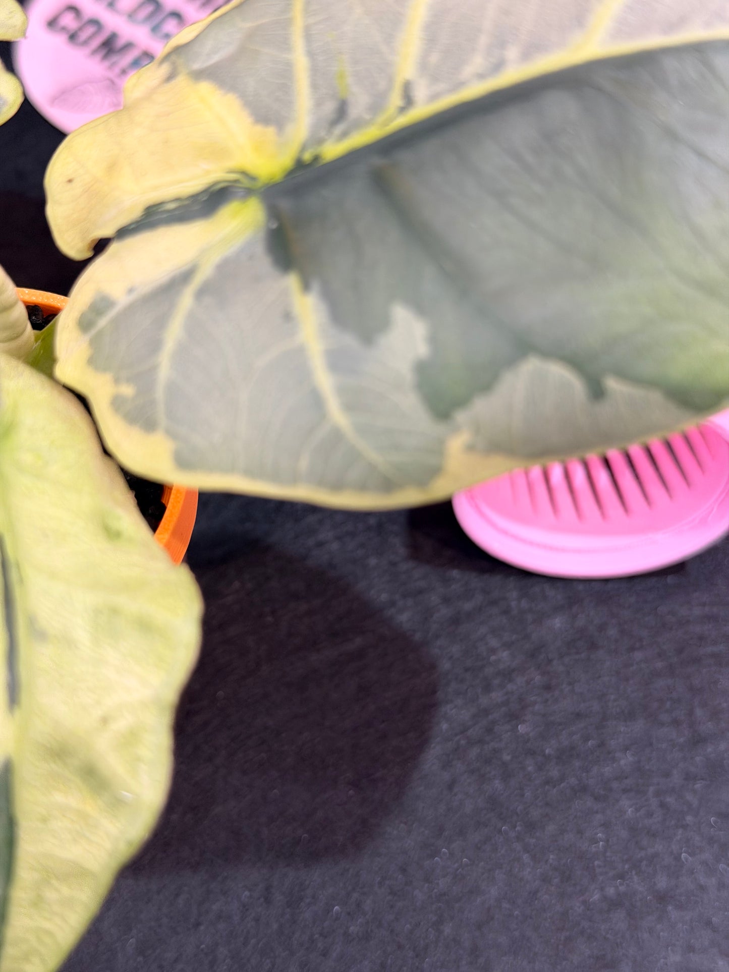 ALOCASIA SINTANG NEON VARIEGATED