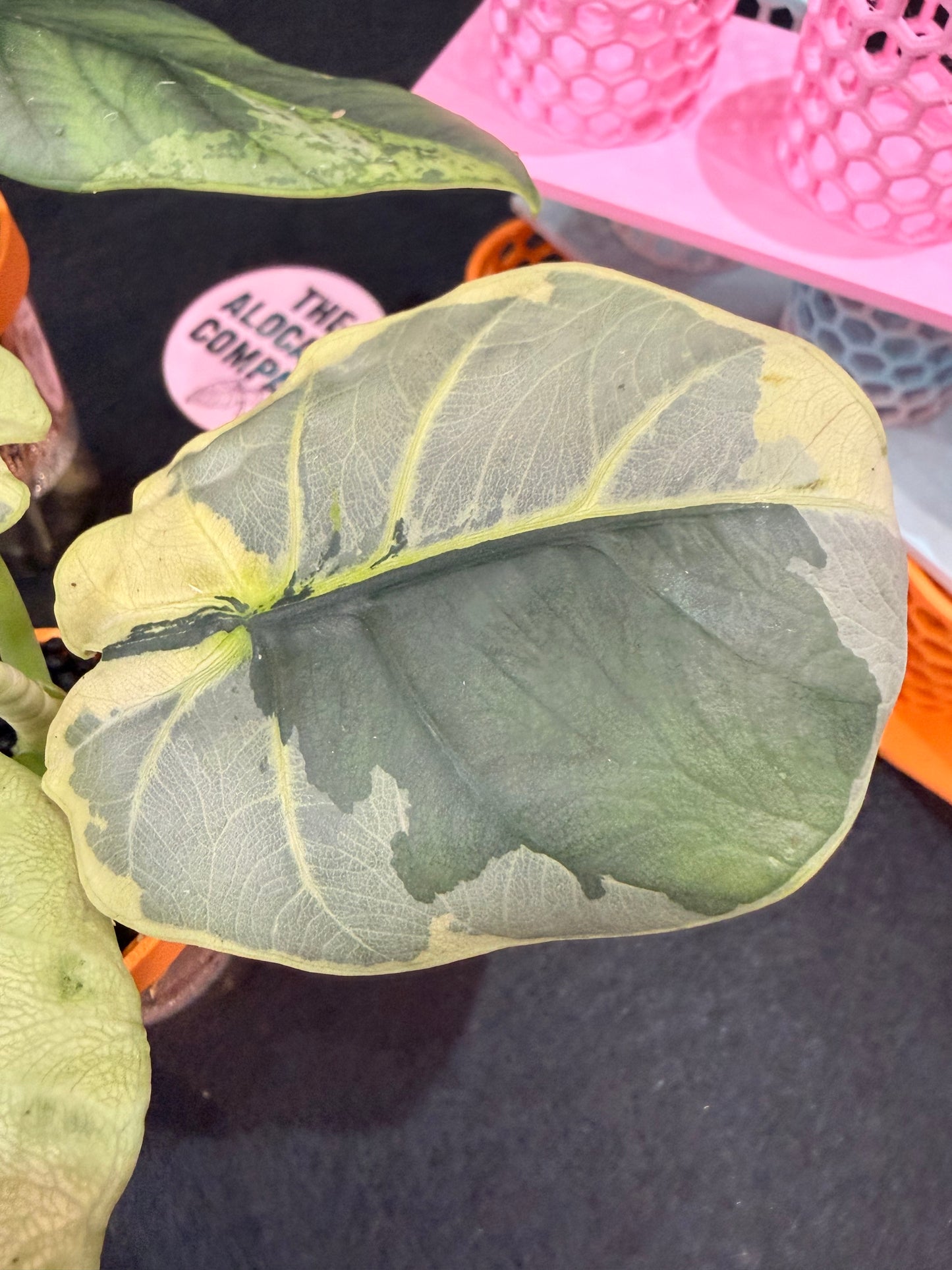 ALOCASIA SINTANG NEON VARIEGATED