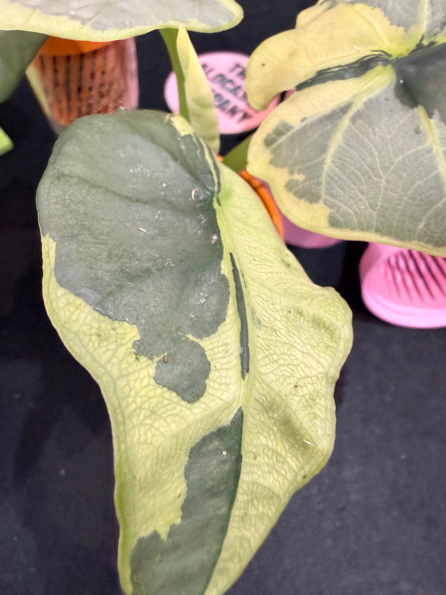 ALOCASIA SINTANG NEON VARIEGATED
