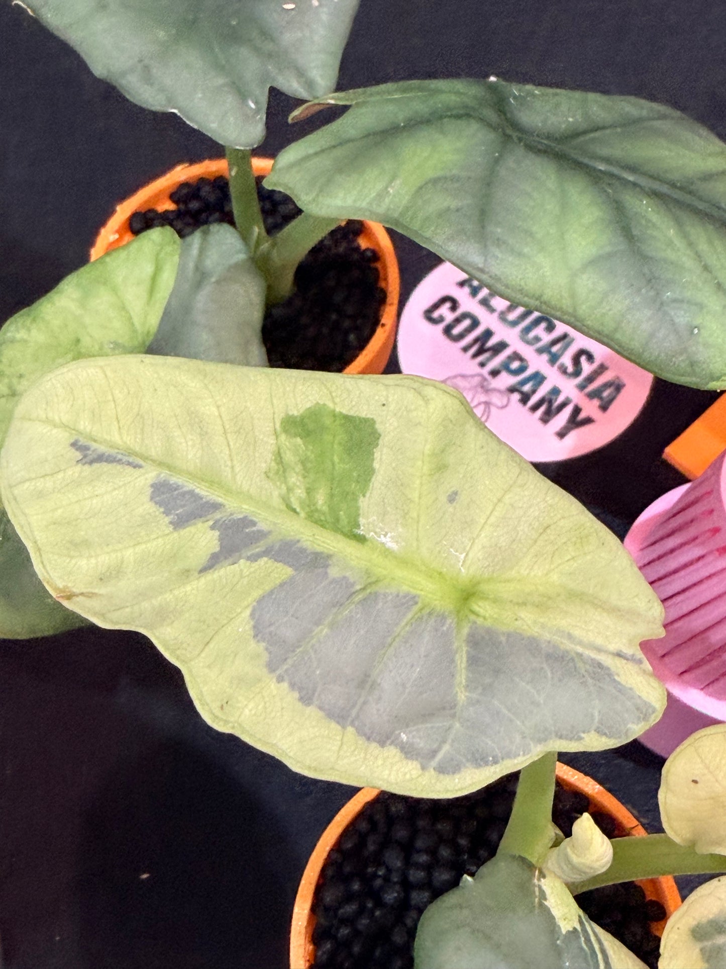 ALOCASIA SINTANG NEON VARIEGATED