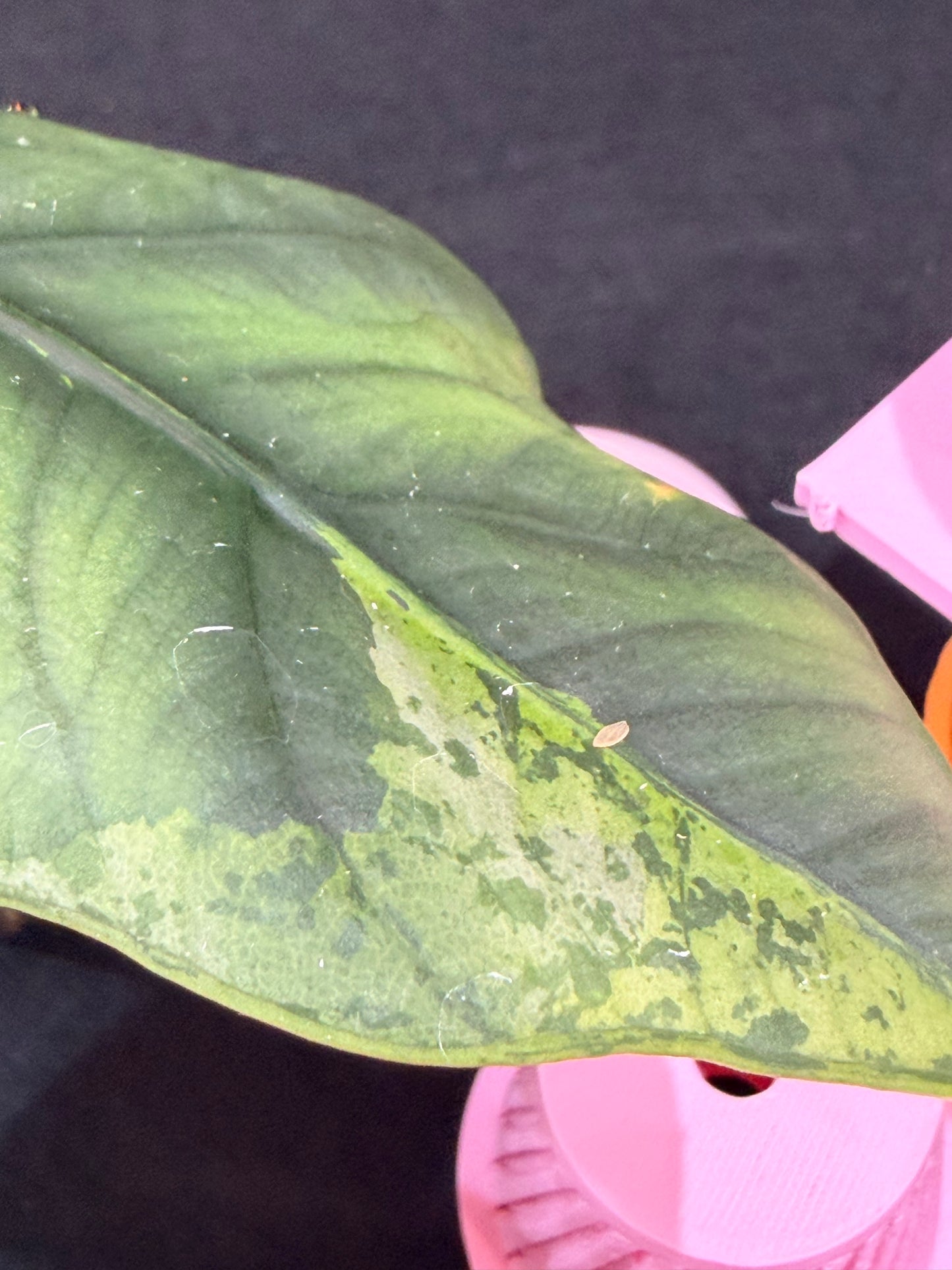 ALOCASIA SINTANG NEON VARIEGATED