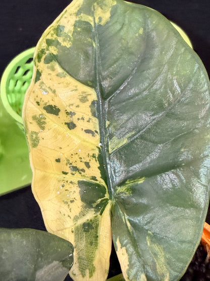 ALOCASIA SINTANG NEON VARIEGATED
