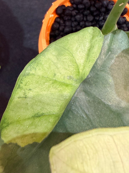 ALOCASIA SINTANG NEON VARIEGATED