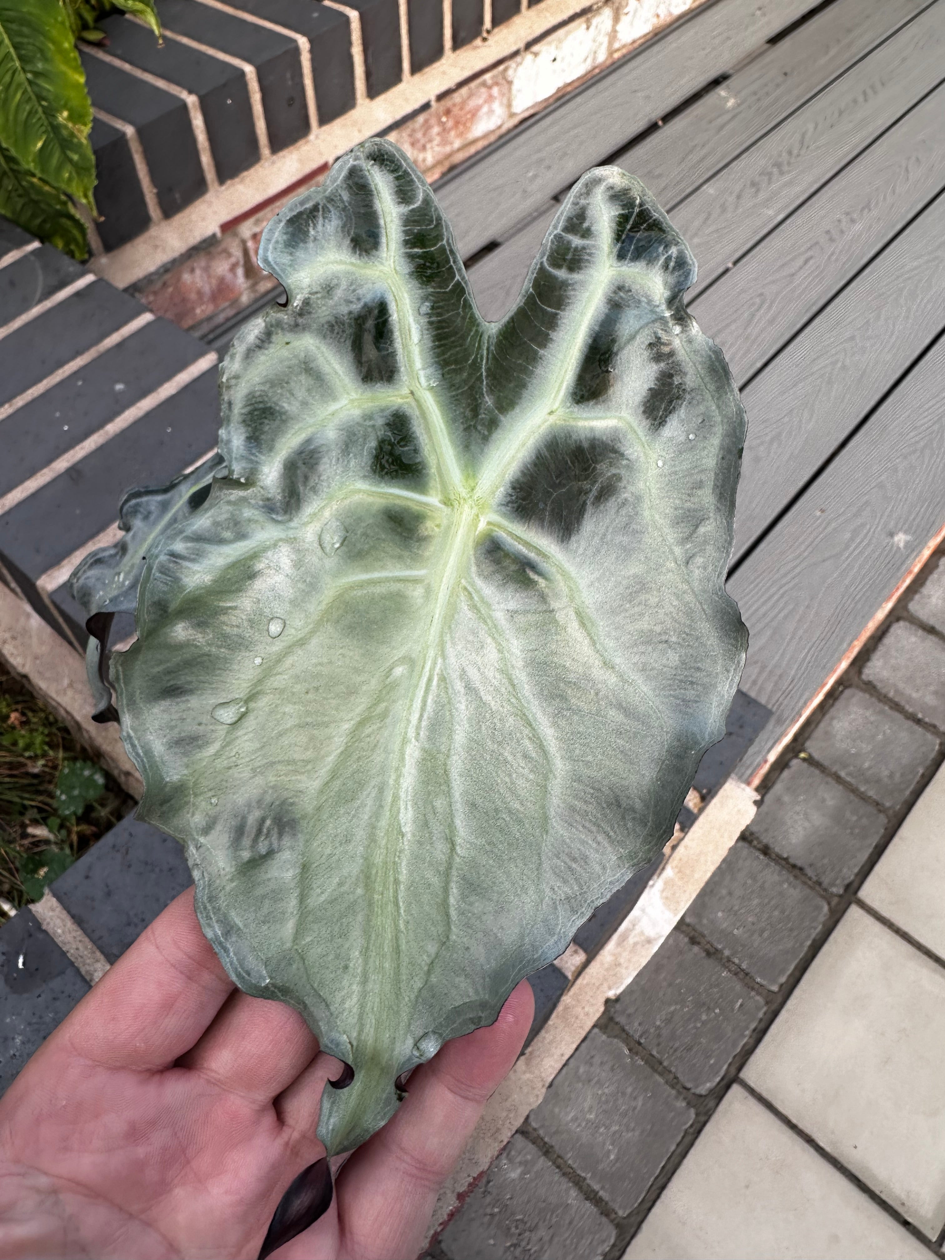 Alocasia Venom Pink Variegated | Buy Rare Pink Venom UK – The