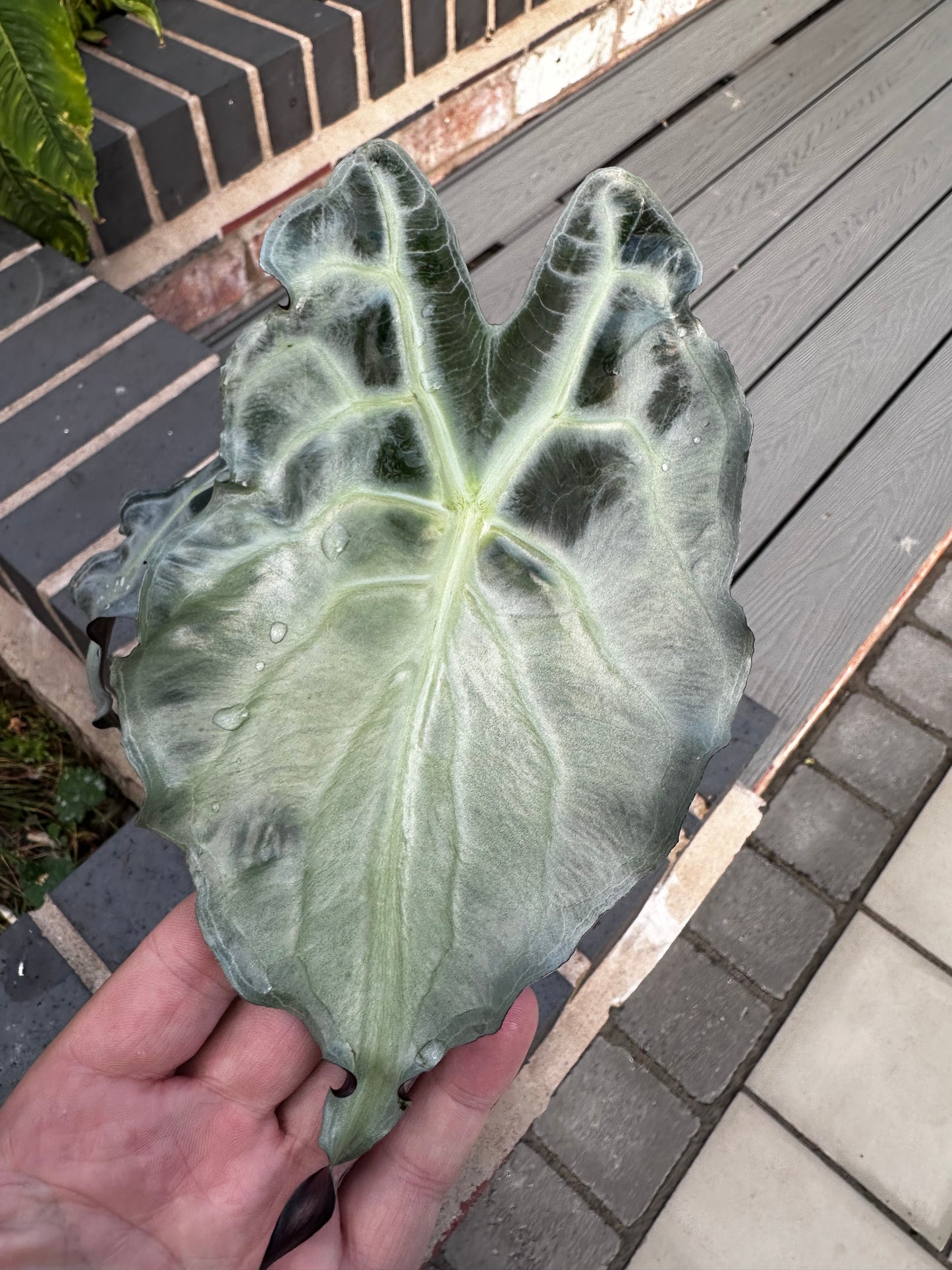 Alocasia Venom Pink