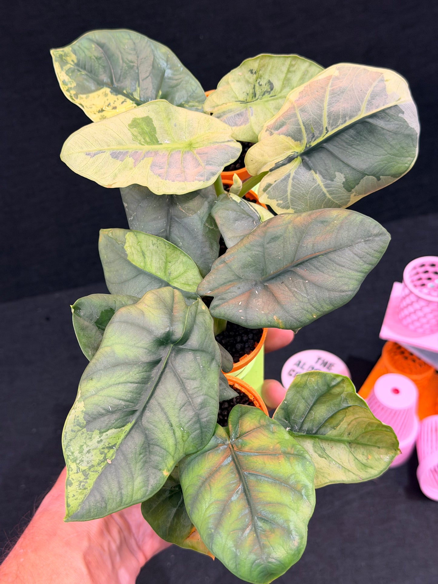 ALOCASIA SINTANG NEON VARIEGATED