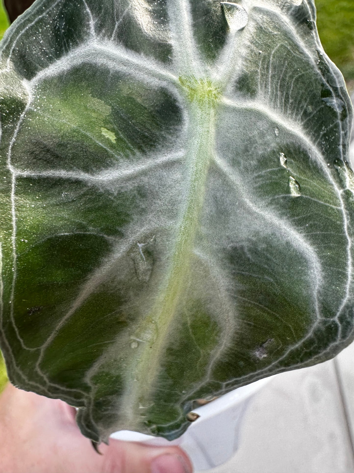Alocasia Venom Pink