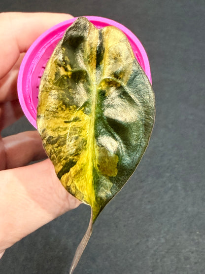 ALOCASIA VENOM AUREA VARIEGATED