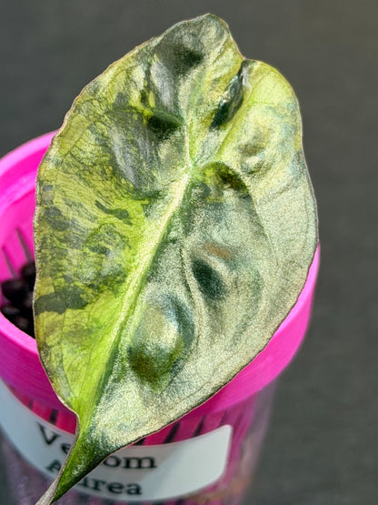 ALOCASIA VENOM AUREA VARIEGATED
