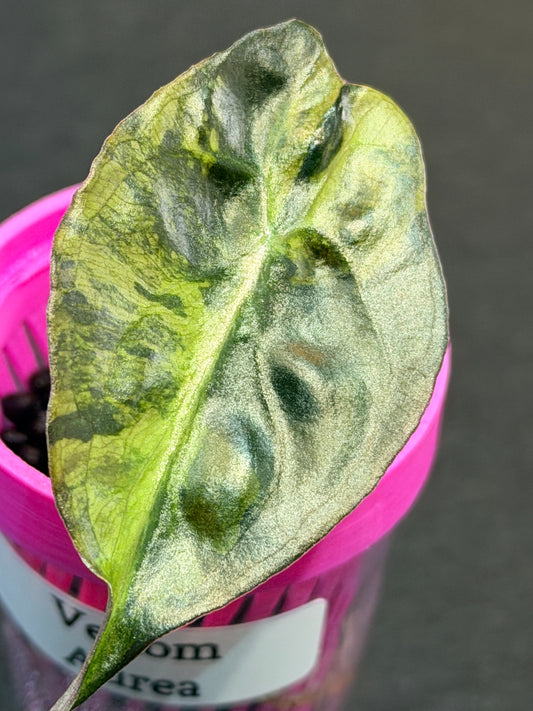 ALOCASIA VENOM AUREA