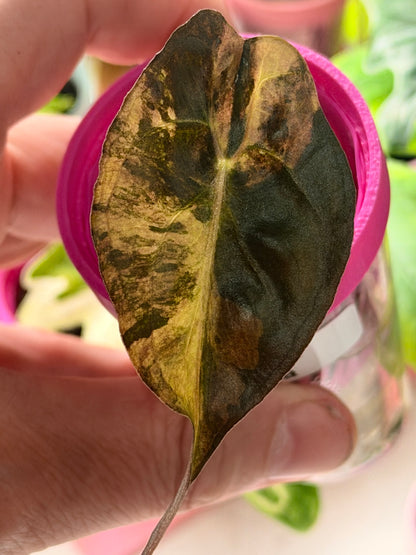 ALOCASIA VENOM AUREA VARIEGATED