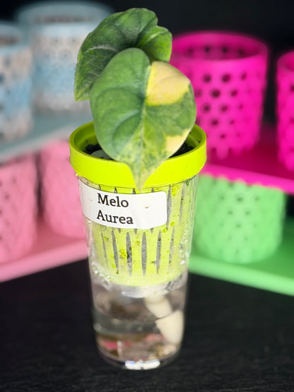 ALOCASIA MELO AUREA