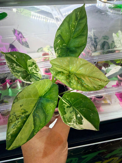 ALOCASIA SINUATA VARIEGATED