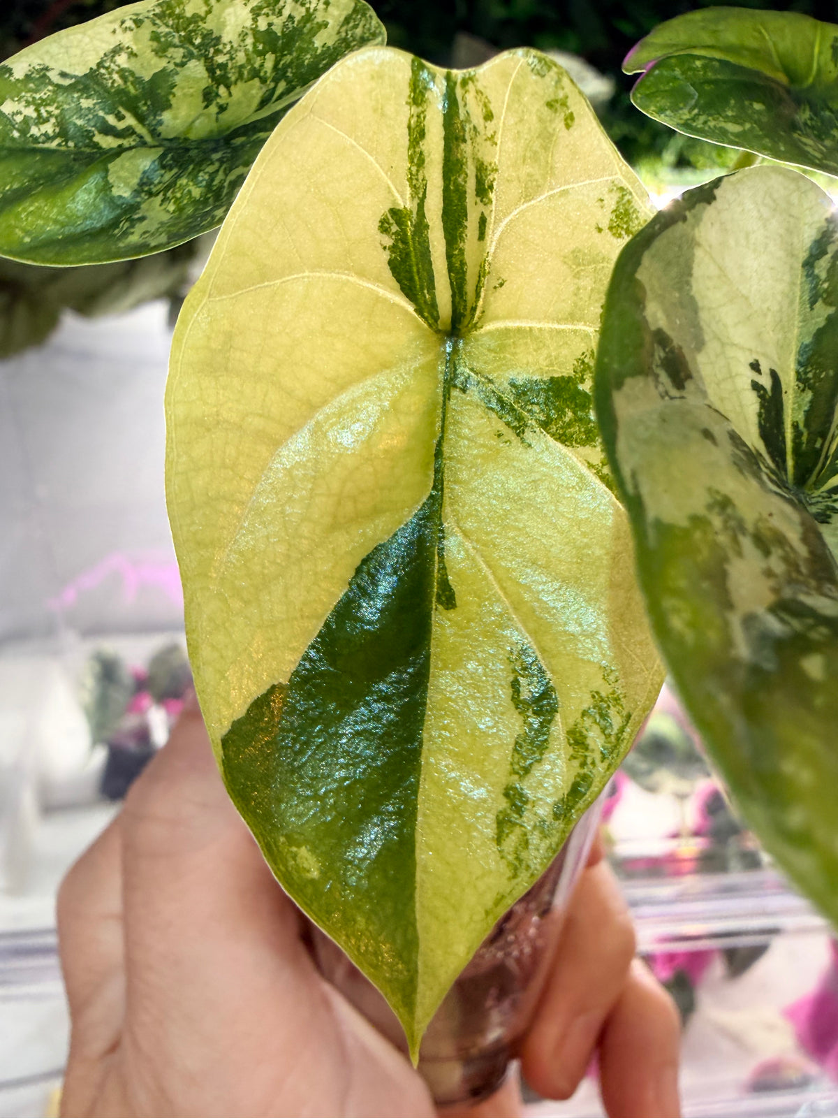 Alocasia sinuata Variegated, bright green variegation on a deep green base with sinuous leaf edges