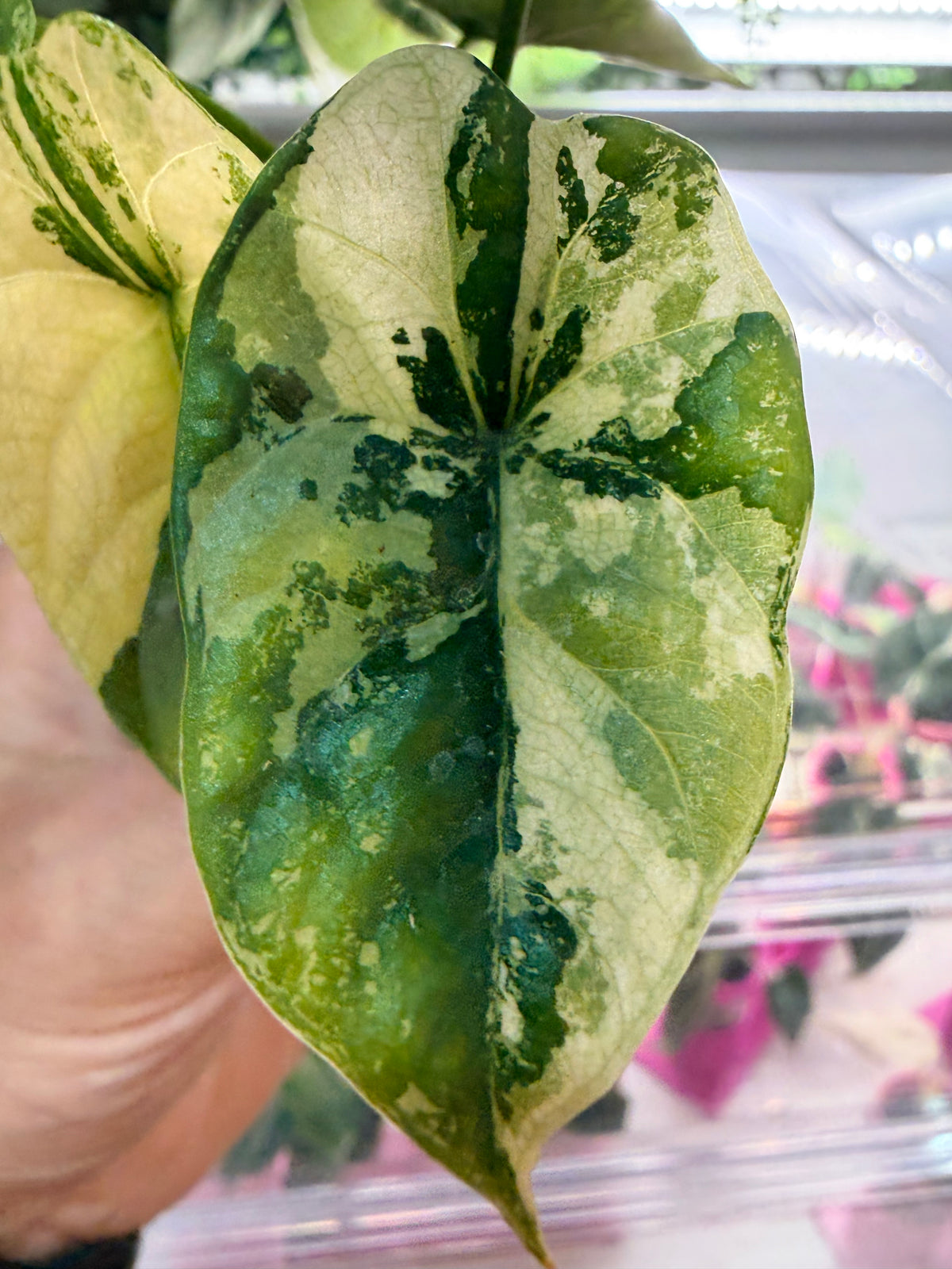 Alocasia sinuata Variegated, bright green variegation on a deep green base with sinuous leaf edges