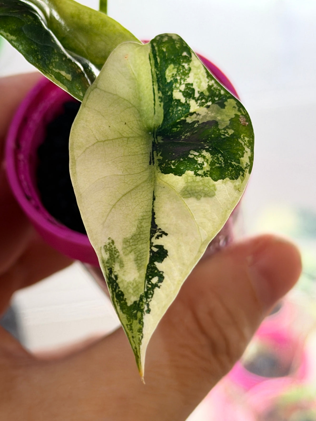 Alocasia sinuata Variegated, bright green variegation on a deep green base with sinuous leaf edges