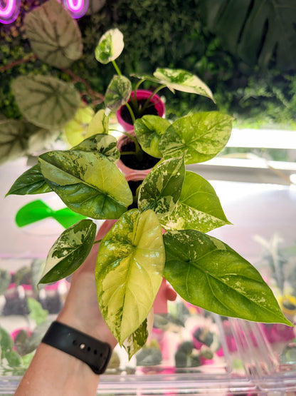 ALOCASIA SINUATA VARIEGATED