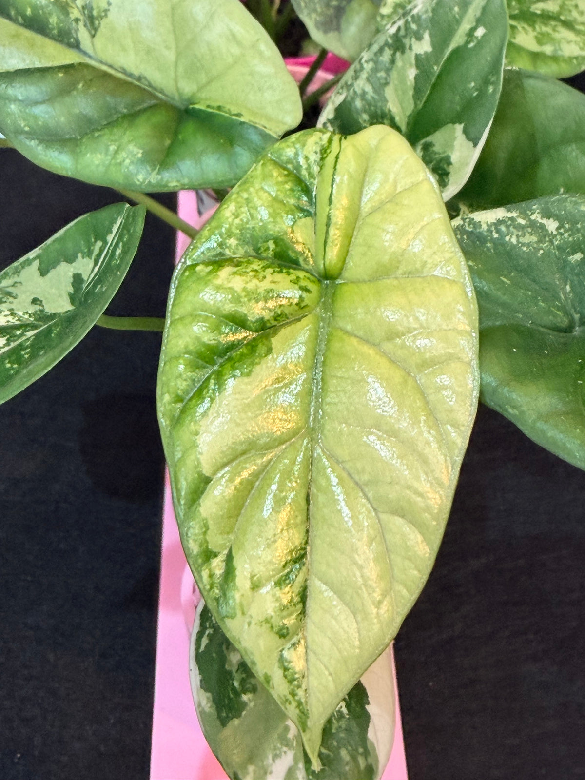 Alocasia sinuata Variegated, bright green variegation on a deep green base with sinuous leaf edges