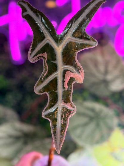 Alocasia 'Nobilis' K Pink Variegated, deeply lobed arrow leaves with silver veining and rose pink