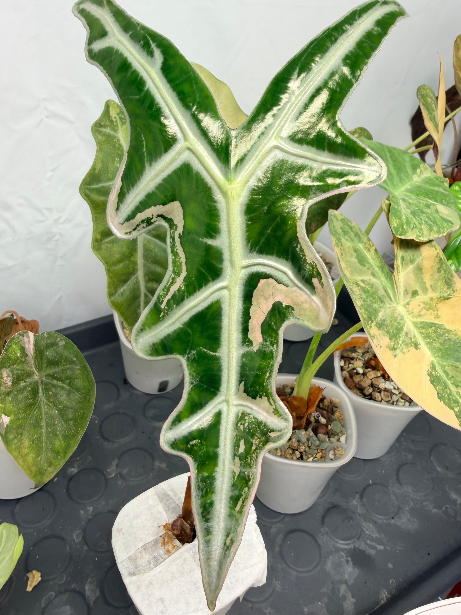 Alocasia 'Nobilis' K Pink Variegated, deeply lobed arrow leaves with silver veining and rose pink