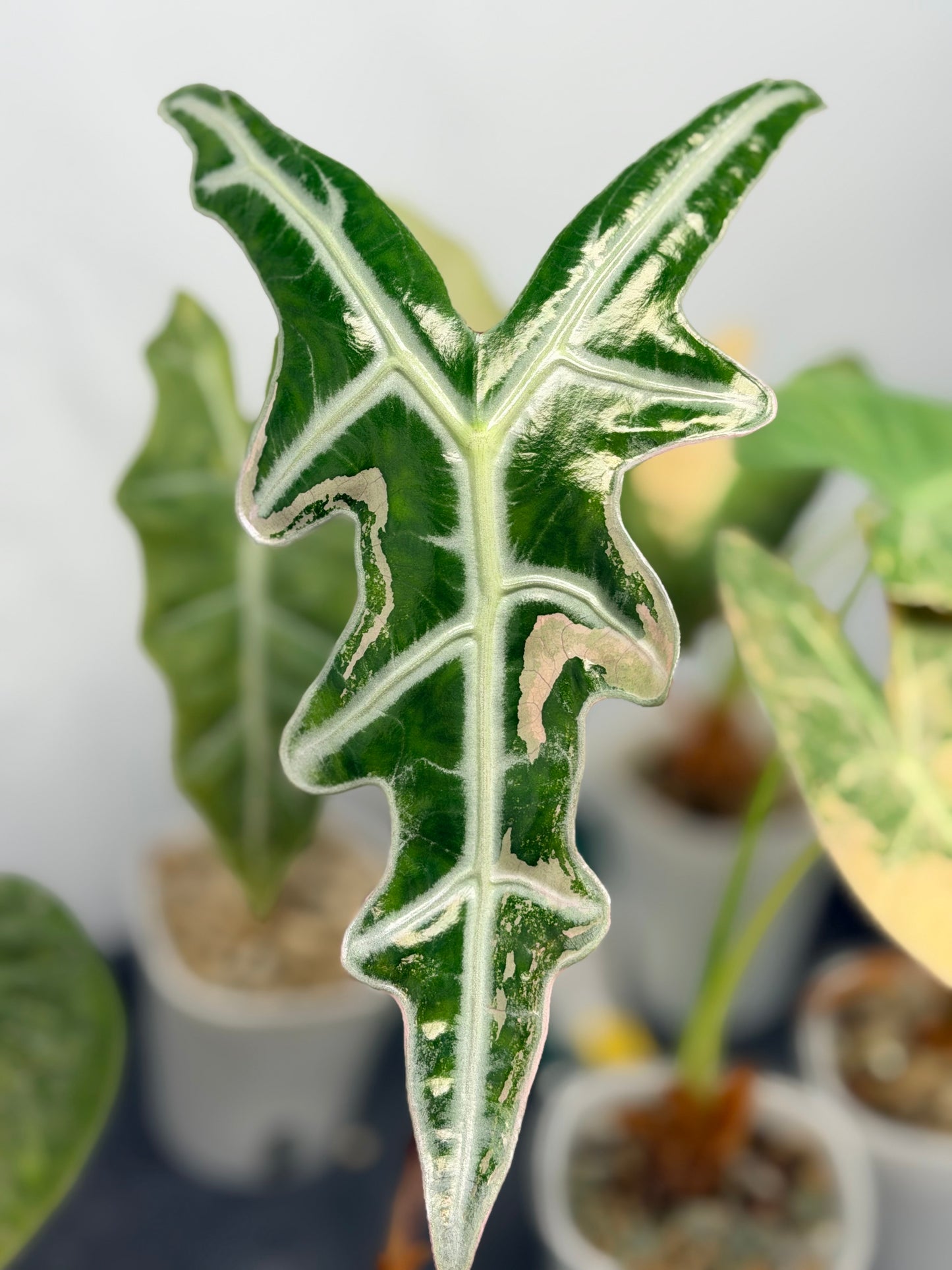 Alocasia 'Nobilis' K Pink Variegated, deeply lobed arrow leaves with silver veining and rose pink